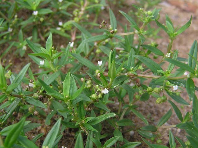 Bạch hoa xà thiệt thảo vị thuốc hay trong chữa trị bệnh ung thư